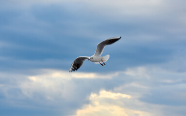 Seagull flying with open wings under clouds