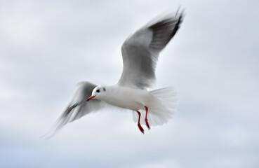 Seagull flying with open wings, closeup