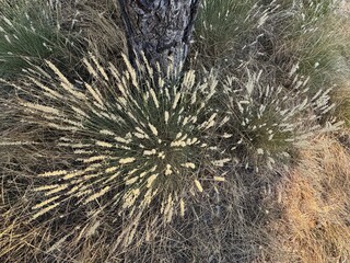 Hairy melic - Latin name - Melica ciliata. Beautiful blooming silky-spike melic in the field. Close-up. Melica ciliata, the hairy melic or silky spike melic, is a species of flowering plant.