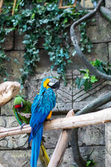 A vibrant blue and yellow parrot is perched comfortably on a tree branch