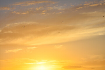 Seagulls flying under beautiful sunset clouds	