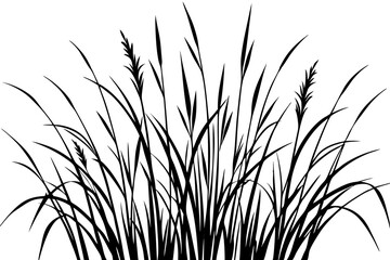 Wild Grasses line art white background