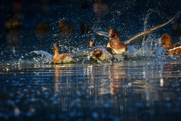 冬に身近な公園や池で見られる頭が赤く美しい水鳥、ヒドリガモ