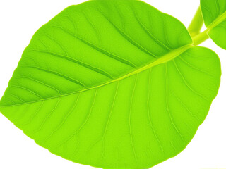 Obraz premium green leaf showcasing intricate veins and texture, capturing the beauty of nature in a bright and fresh environment