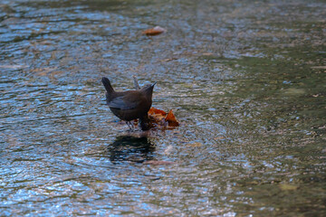 秋から春に山の渓流や小川で見られる茶色のずんぐりした愛嬌のある小鳥カワガラス