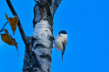 軽井沢や上高地に行くと出会える愛嬌あるかわいい小鳥、人懐っこいコガラ