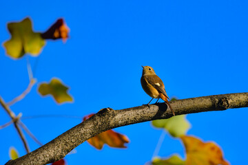 秋に見られる北国からの渡り鳥、オレンジ色が鮮やかな身近なかわいい小鳥ジョウビタキ
