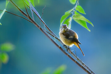 秋に見られる北国からの渡り鳥、オレンジ色が鮮やかな身近なかわいい小鳥ジョウビタキ