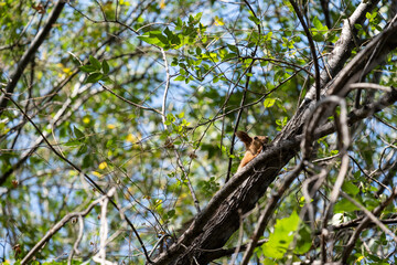 Portrait of a cute squirrel sitting on a tree branch in the park.