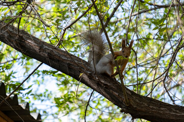 Portrait of a cute squirrel sitting on a tree branch in the park.
