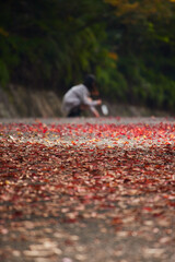 秋の公園で赤色の紅葉の落ち葉を拾う女子高校生の姿