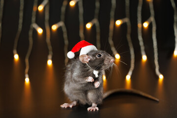 Colored rat in red Santa hat isolated on black background. Pet and festive blinking garland. Yellow blurred bokeh of burning bulbs. Holiday concept Christmas