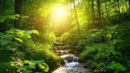 Lush green forest with a narrow stream and sunlight filtering through leaves