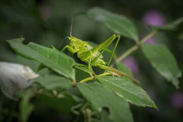 Großaufnahme eines Grünen Heupferds (Tettigonia viridissima), das auf einem Rosenblatt sitzt