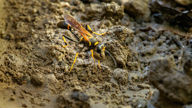 Nahaufnahme einer orientalische Mauerwespe, auch asiatische Lehmtopfwespe genannt (Sceliphron curvatum), das Insekt formt Kugeln aus Schlamm