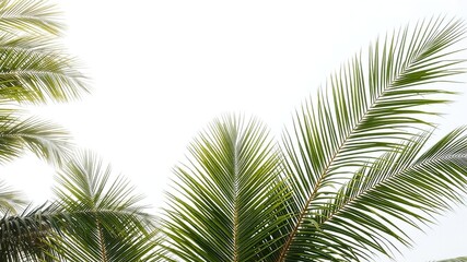 Obraz premium Vibrant green coconut palm leaves against a clear white sky background, green, background