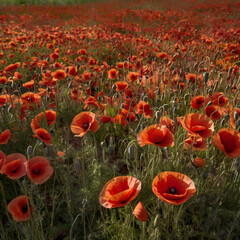 field of poppies