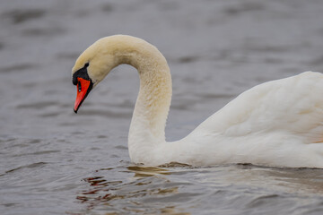 Fototapeta premium Beautiful mute swan / white swan swimming in Ikskile, Baltic States. Cygnus olor