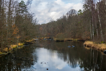 autumn in the forest