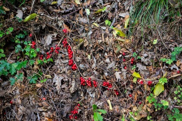 Red berries of Dioscorea communis, known as Black Bryony fruit.