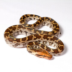 python snake in front of white background