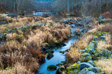 river in the forest
