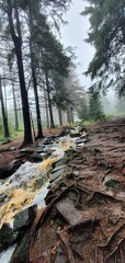 mgła, poranek, rośliny, lato, ochrona klimatu, natura, aura, powietrze, tlen, odpoczynek, spacer, las, strumyk, mech, trawa, drzewa, paprocie, ściółka, ścieżka 