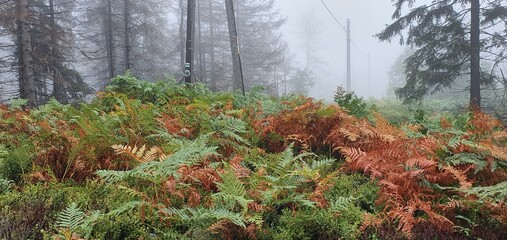 mgła, poranek, rośliny, lato, ochrona klimatu, natura, aura, powietrze, tlen, odpoczynek, spacer, las, bagna, mech, trawa, drzewa, paprocie, ściółka © klimekm
