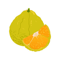 Pomelo flat vector illustration