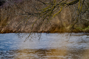 Tree branches hovering over water. Forest and river merging in to one ecosystem in late autumn