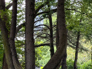 Serene Park Landscape with Majestic Trees Framing the View
