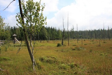 las, drzewa, rośliny, konary, lato, liście, pnie, suche ochrona klimatu, natura, drzewa, ochrona, aura, umierać, powietrze, tlen, gałęzie, zdrowie, odpoczynek, spacer, łąka, bagna, pole, ugór, trawa © klimekm
