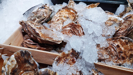 Oysters frozen in the ice in the refrigerator in a supermarket store. Oysters on ice in a store with close-up. Sea food concept.