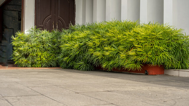 Ornamental Miagos bush plants with lush, slender green-yellow leaves in pots placed against an arched doorway and white columned wall, blending nature with architectural elegance.
