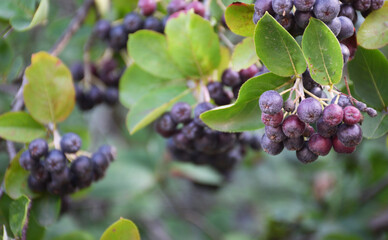 Purple chokeberry berries close-up with blurred green background.