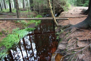 las, drzewa, rośliny, konary, lato, liście, pnie, drewno, ochrona, aura, strumień, rzeka, woda, kora, zdrowy las, powietrze, tlen, korona drzew, gałęzie, energia, zdrowie, siła, odpoczynek, spacer © klimekm