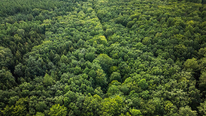 Green endless forest. Big rainforest in Poland