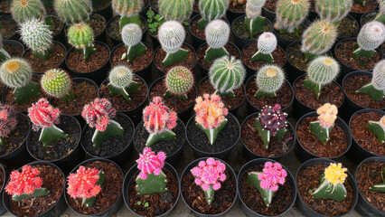 Various ornamental cactus or cacti with bright colors like red, yellow, and purple adorn black...