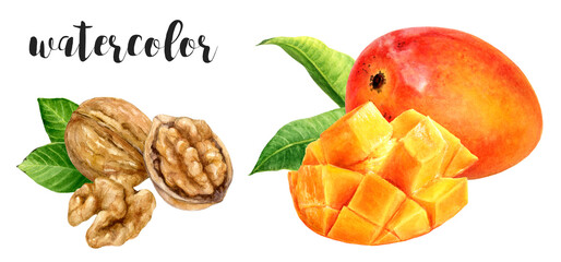 Hand-Painted Watercolor Mango, Cubes, and Walnut Botanical Illustration