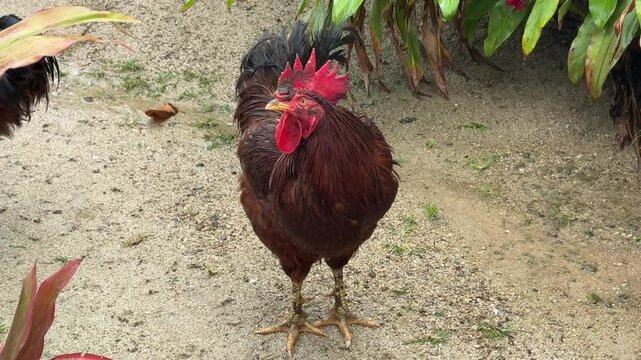 Closeup of a Rooster on a Farm