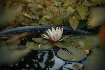 Flower on the water between leaves