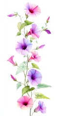 Fototapeta premium Watercolor Morning Glories on White Background Minimalist Floral Art