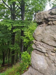 las, drzewa, rośliny, lato, liście, pnie, drewno, ochrona, aura, pogoda, © klimekm