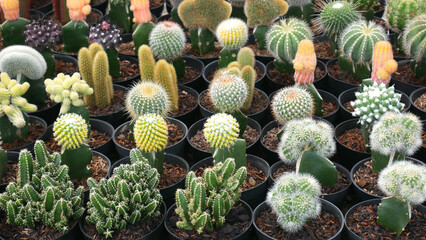 A collection of colorful cactus or cacti, including red, yellow, and purple, planted in black pots with wood shavings as the planting medium, neatly arranged in rows. © CineStock Studio