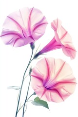 Watercolor Morning Glories on White Background Minimalist Floral Art