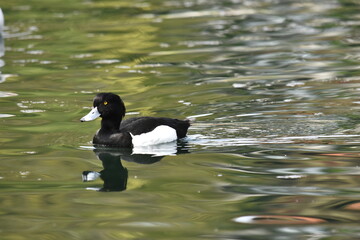 A tufted duck bird swimming on a pond.