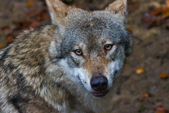 Portrait eines Wolfes (Canis lupus)