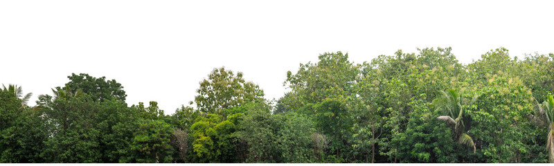 Green trees isolated are forest on transparent background.Forest and foliage in summer with cut path and alpha channel, high resolution.