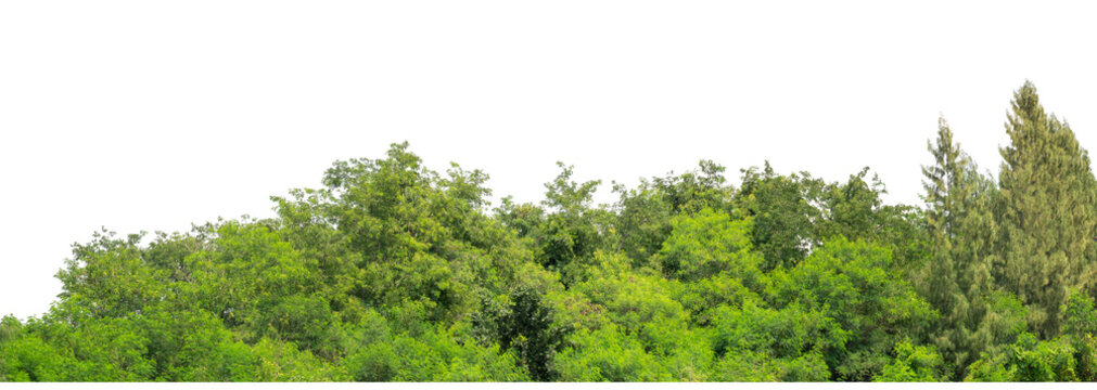 Green trees isolated are forest on transparent background.Forest and foliage in summer with cut path and alpha channel, high resolution.