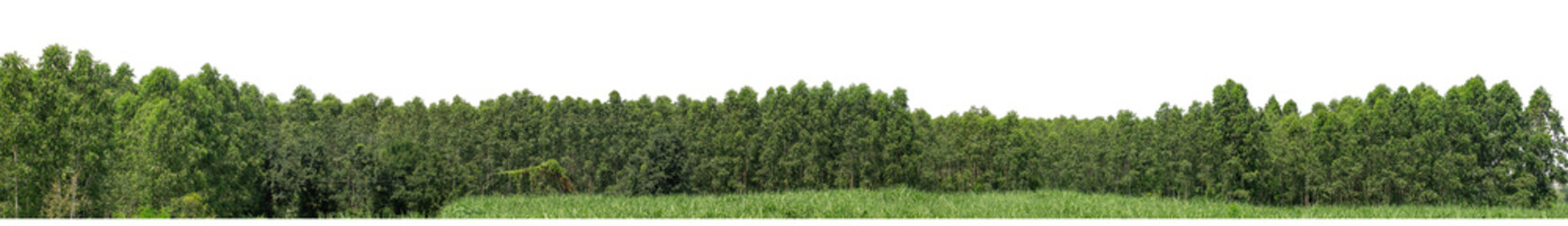 Green trees isolated are forest on transparent background.Forest and foliage in summer with cut path and alpha channel, high resolution.